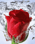 Gif-Pictures-romantic-gif-flowers.gif